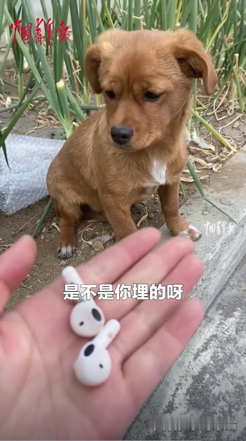 “太有灵性了！”10月27日，辽宁沈阳，一女子走路时耳机丢了一只，她找了好一会都