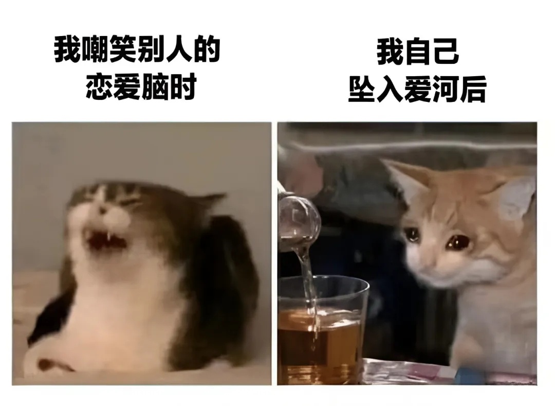 屠龙少年终将成为恶龙 一些猫meme  / 