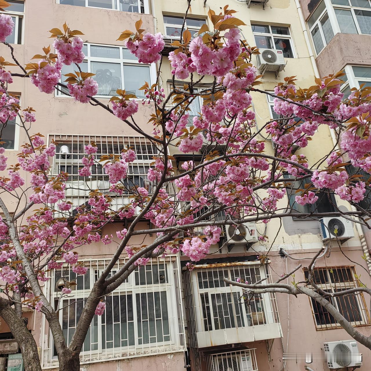 发一张你相册最近拍的花我窗前面的婴花，不出门就可观觉。