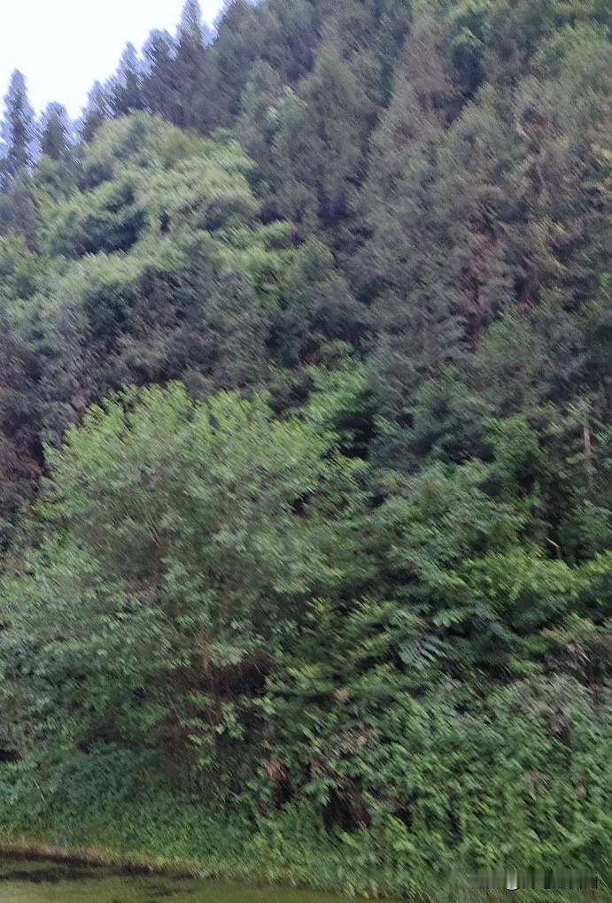 每天的乐趣就是出门散步，不然就是家菜市场两点一线[呲牙][呲牙]