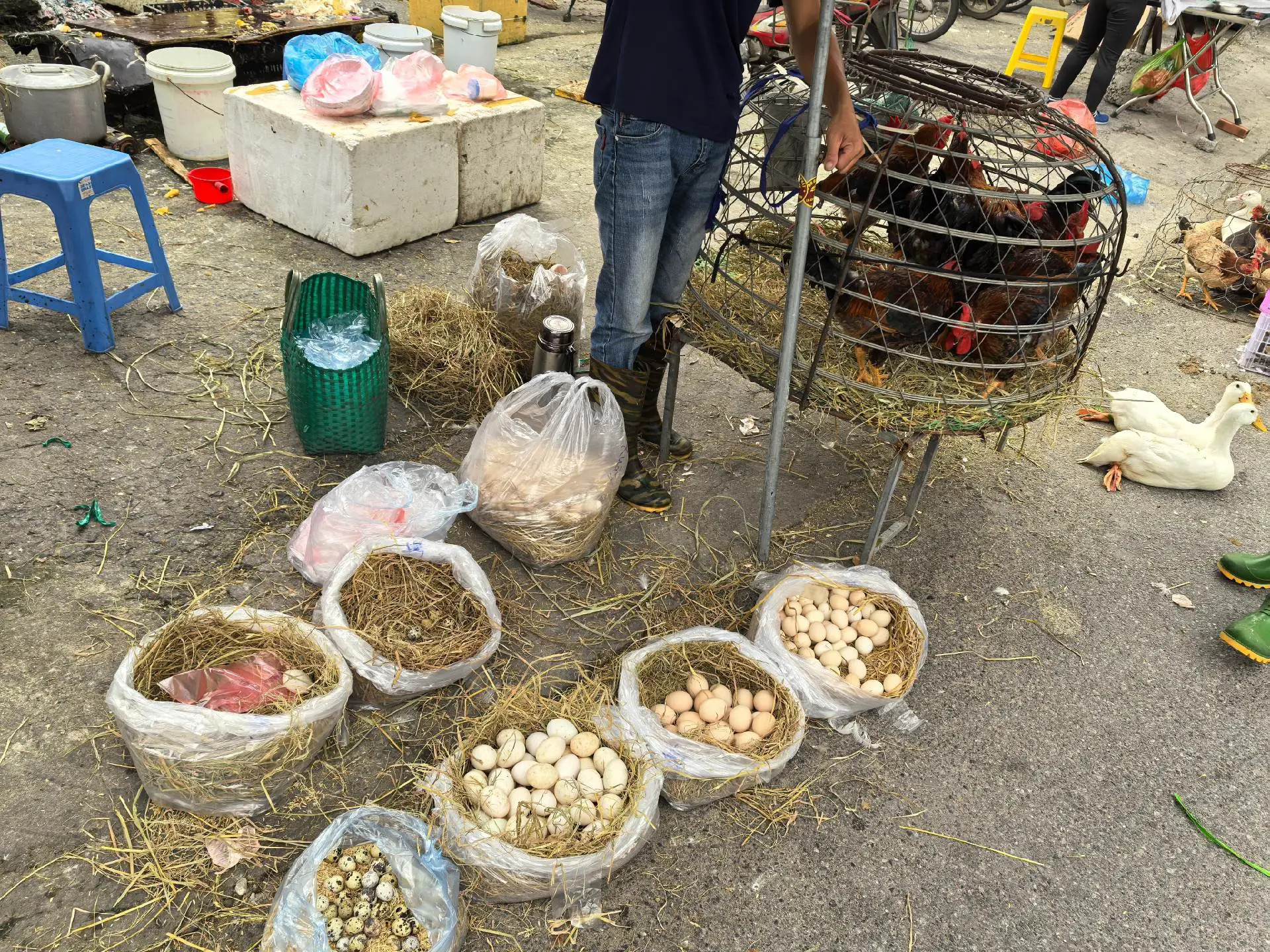溜达🐔和她的eggs