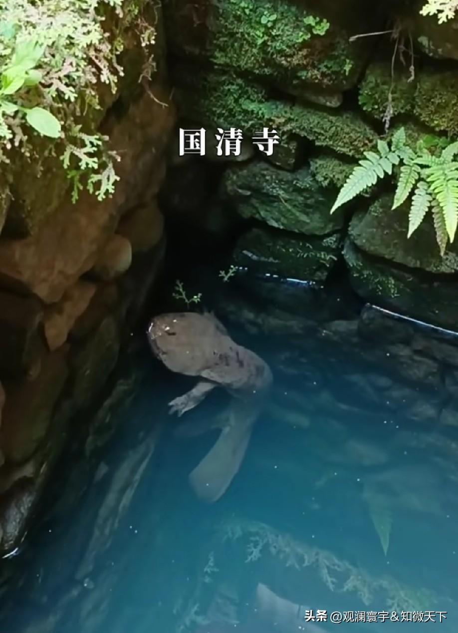 上周抽空开车去国清寺，直奔三贤殿古井边上，攥着手机蹲在石栏旁，手心闷出一层汗。