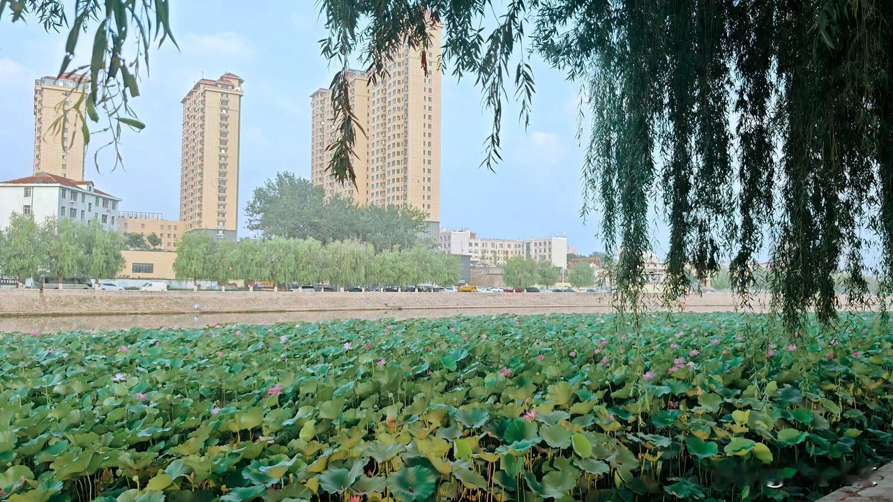 《初秋荷塘》
圆荷承露碧犹新，乍起秋风未染尘。
蜻蜓不解时节换，犹抱残香立水滨。