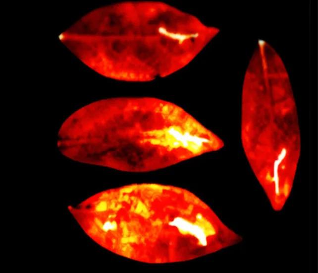 幸福就是无忧无虑，想干嘛就干嘛。不生病，不被人约束，不用为了别人而活。只要自己开