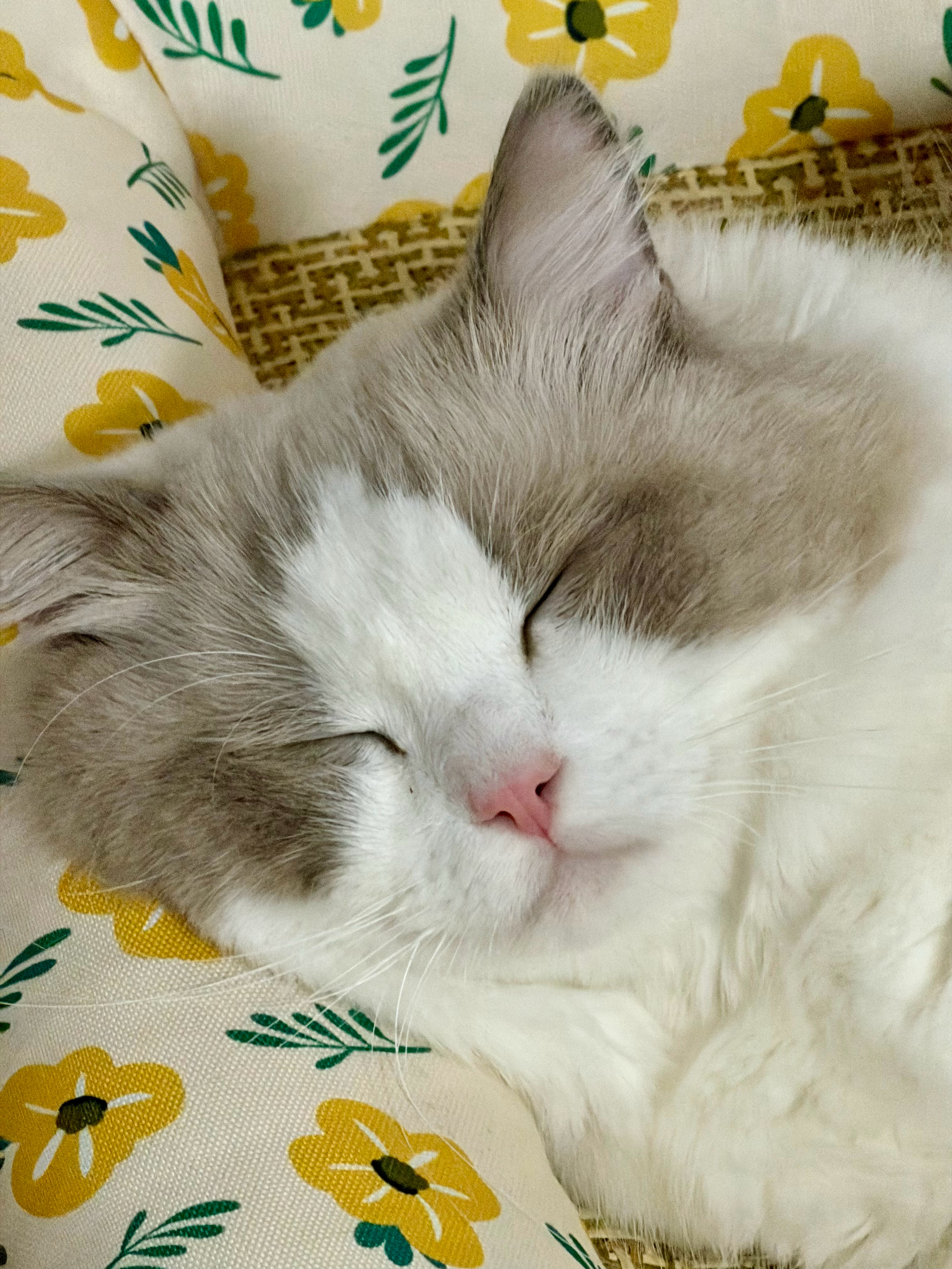 在猫脸上看出了侧睡的危害我家猫也喜欢侧睡，然后下面枕个东西，太可爱了