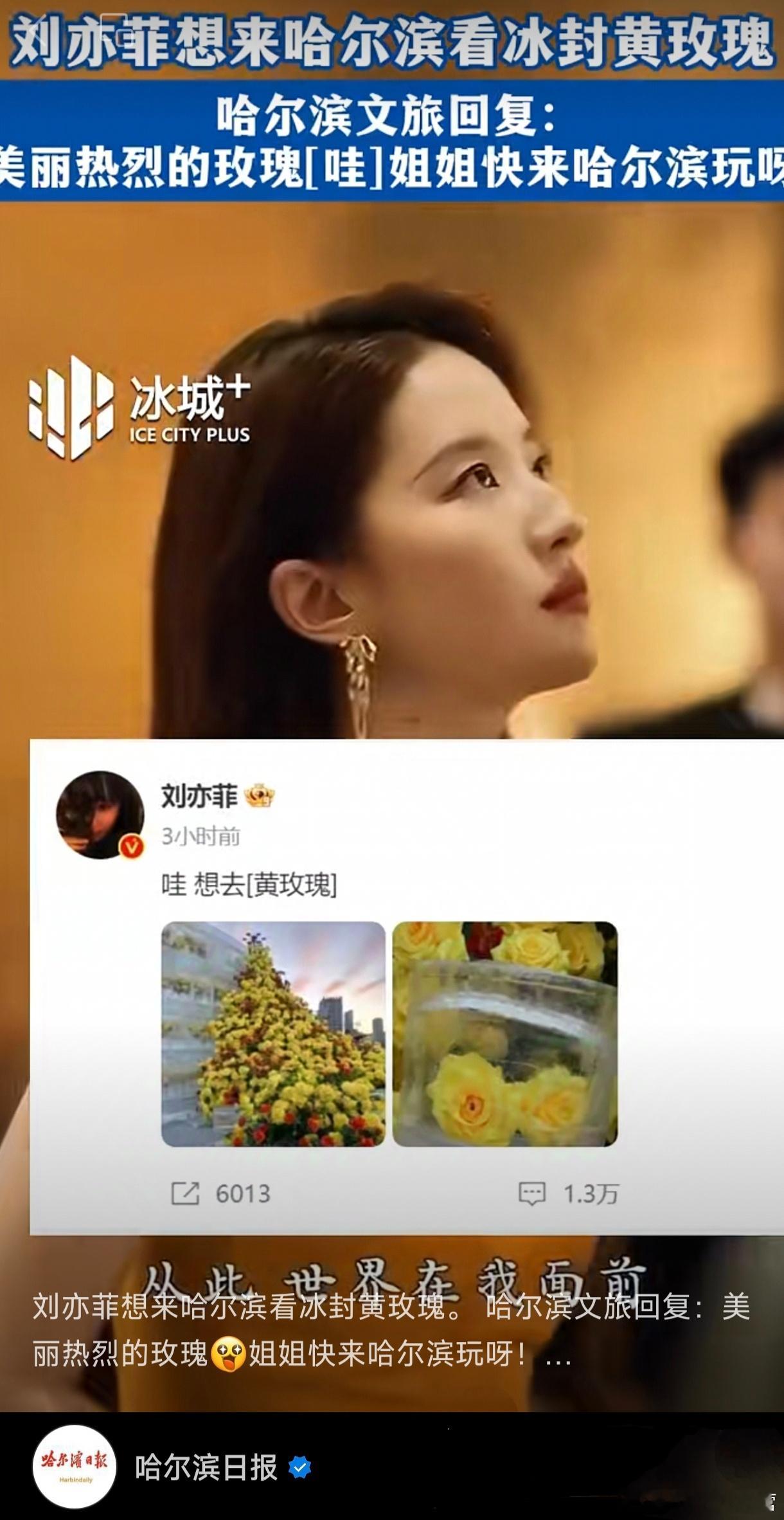 刘亦菲与哈尔滨黄玫瑰梦幻联动之后，一些主流媒体的后续报道！大热角色与冬季大热旅游