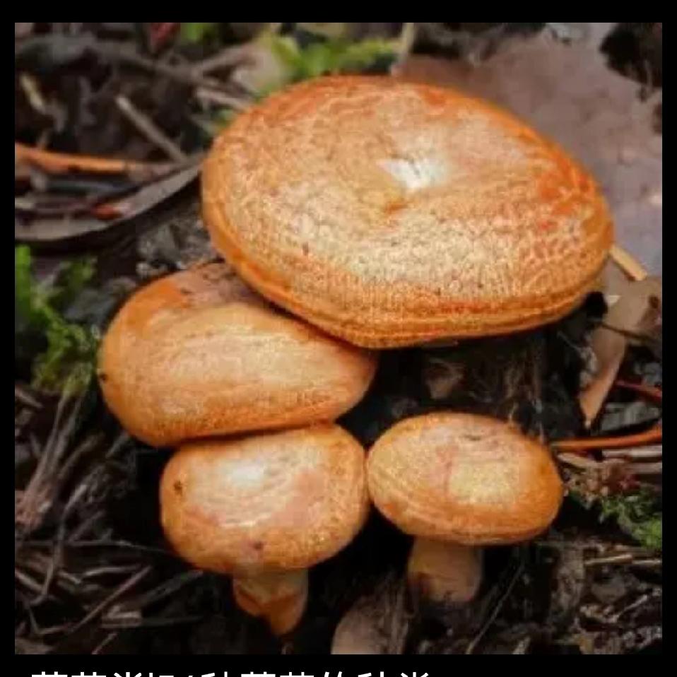 理发店真敢骗，消费者真敢信
两个傻子演戏
理发花掉六万，跟谁说都惊掉下巴。
过去