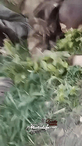 乌军在顿涅茨克地区“打包”了又一批俄罗斯联邦武装部队的突击队员,从画面上看有四五