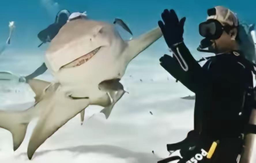 1996年，一位女性潜水者在潜水时，看到一只鲨鱼的牙上挂着一根大钩子，便帮助它把