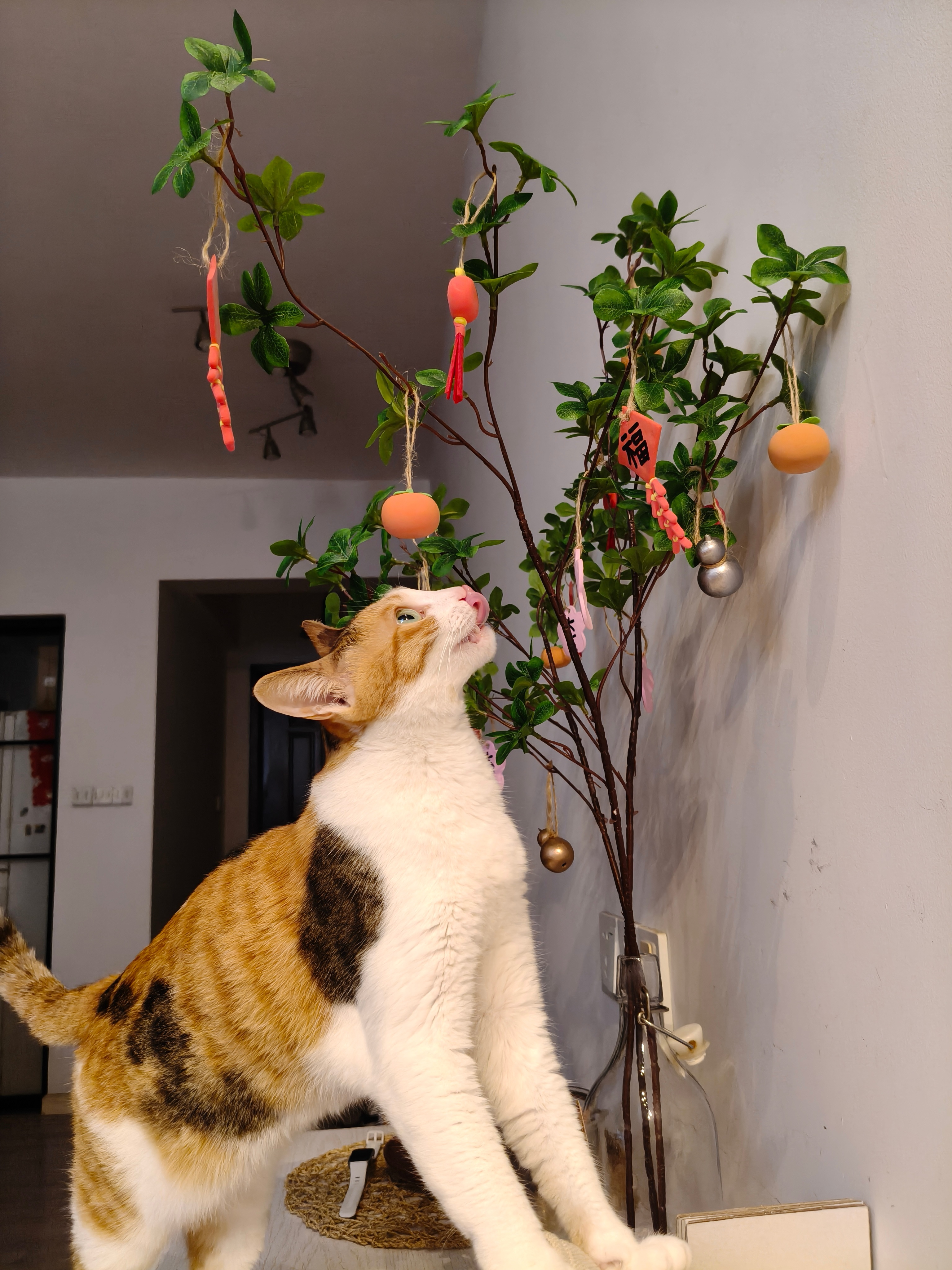 我家猫祝各位马年柿柿如意