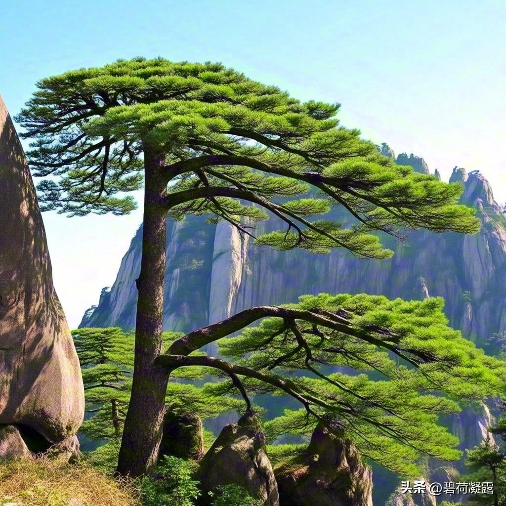 上联：福如东海长水流，
下联：寿比南山不老松。