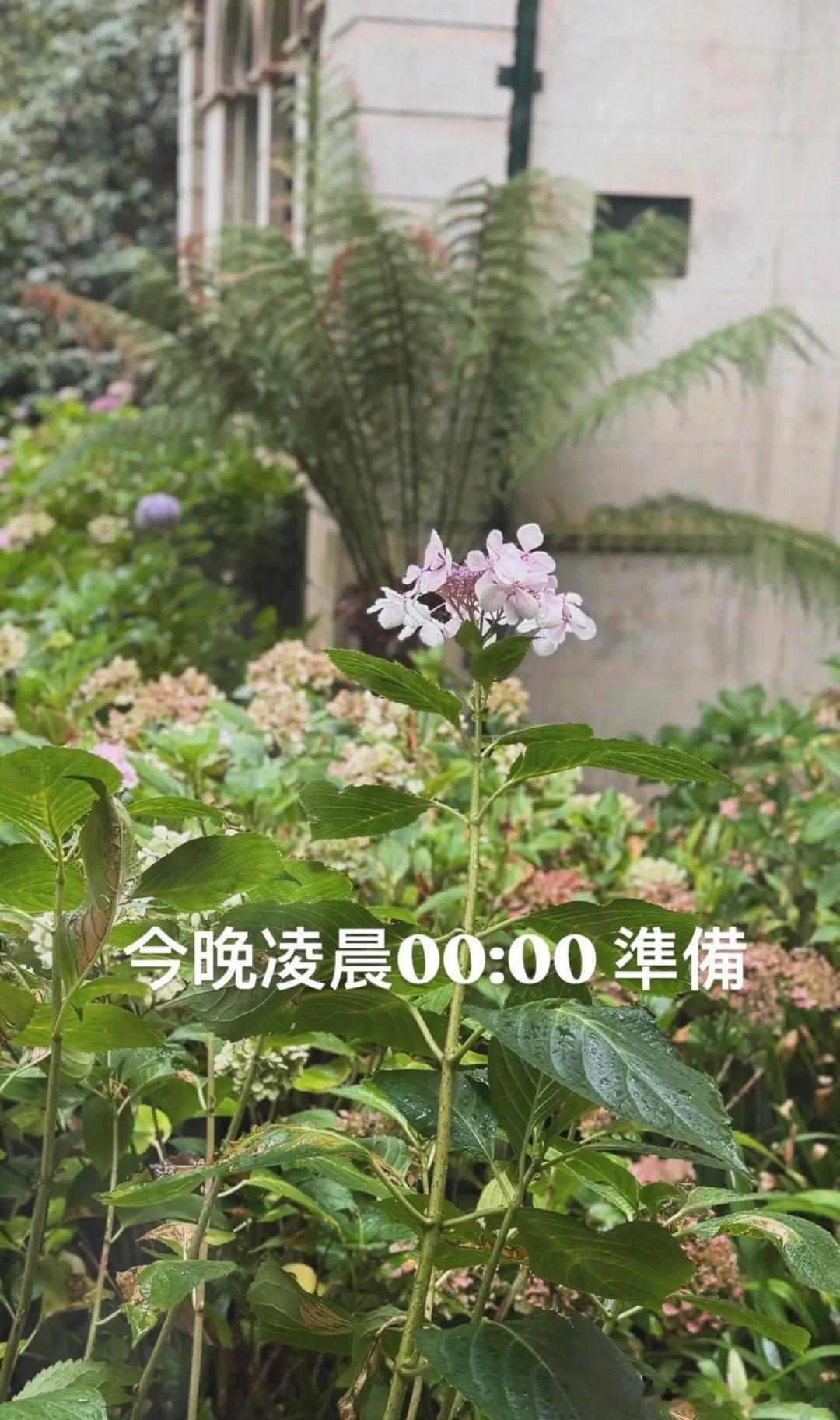 今晚0点一起等待周杰伦！庆祝新专辑发行周杰伦2026新专辑