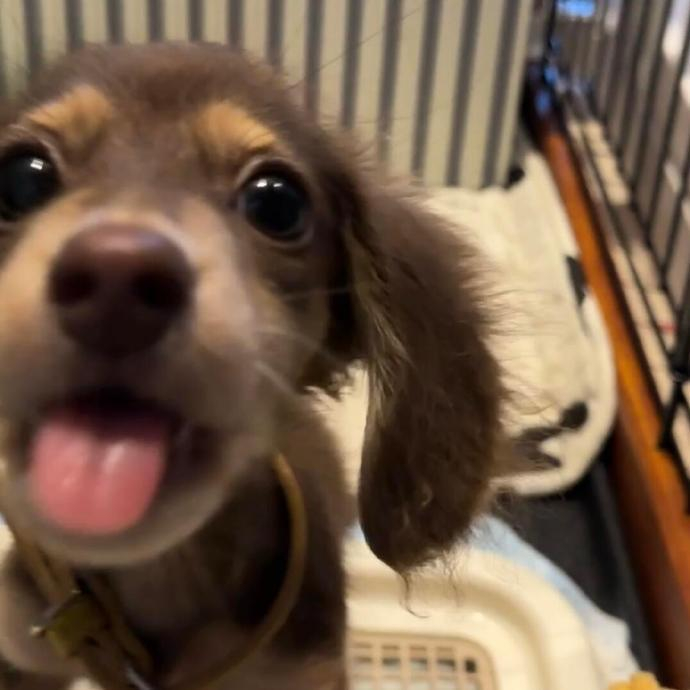 [doge] ​​​