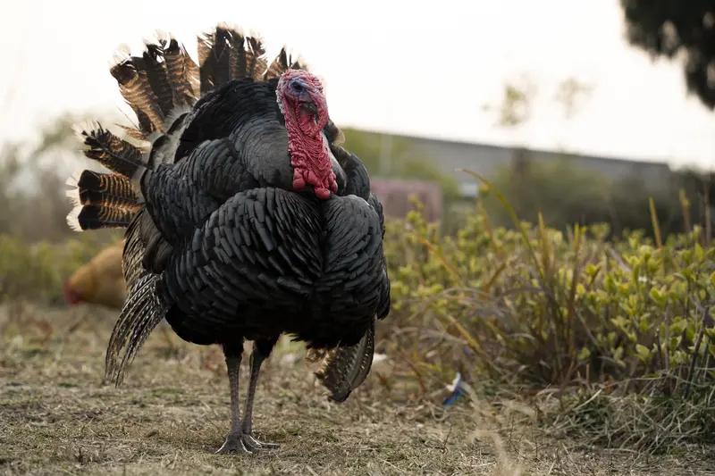 特朗普在白宫赦免火鸡这事儿，每次都能搞出不少乐子。2025年11月25日那次，他
