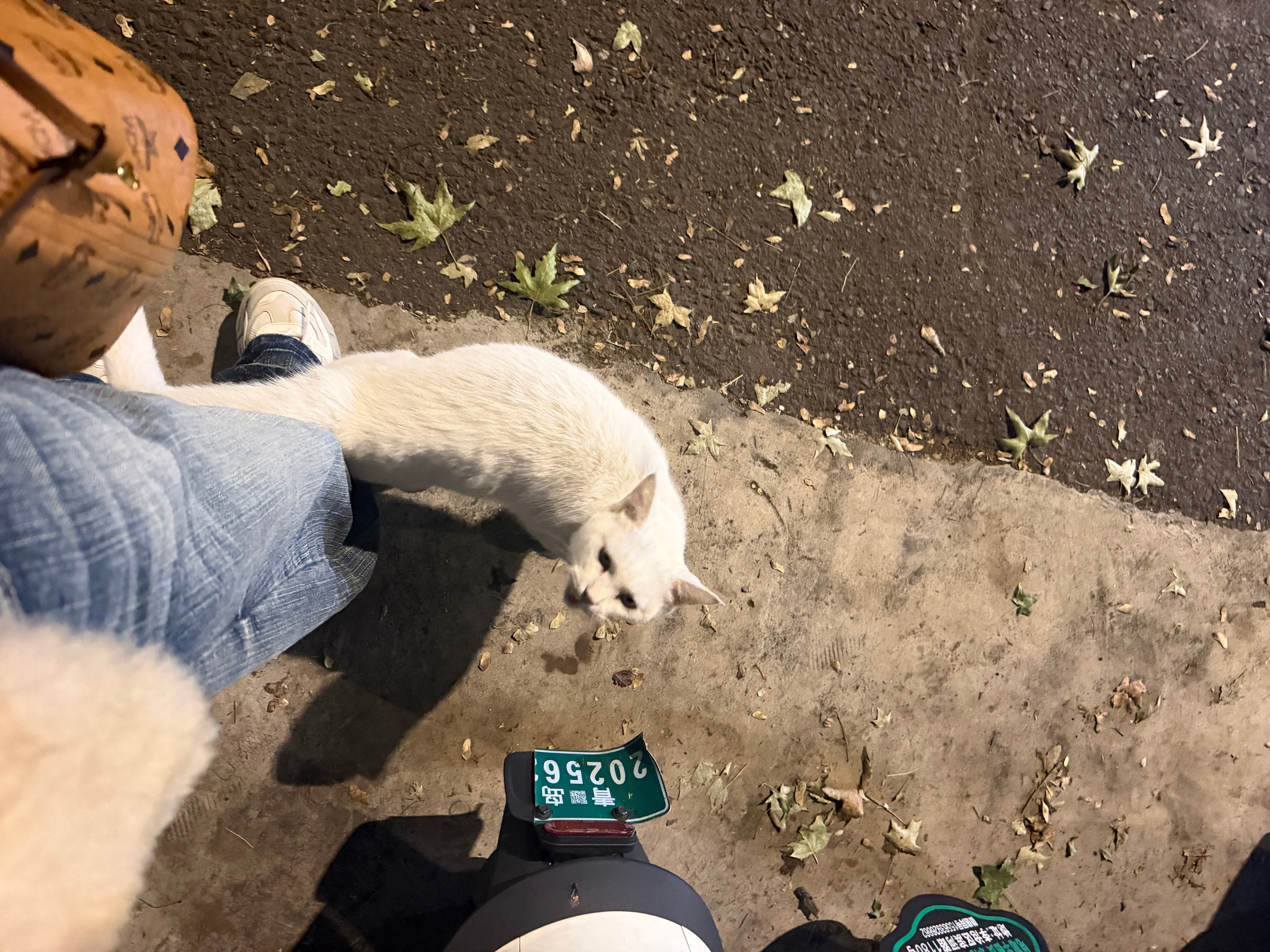 小猫，我们之间的关系有点暖胃了吧[doge] ​​​