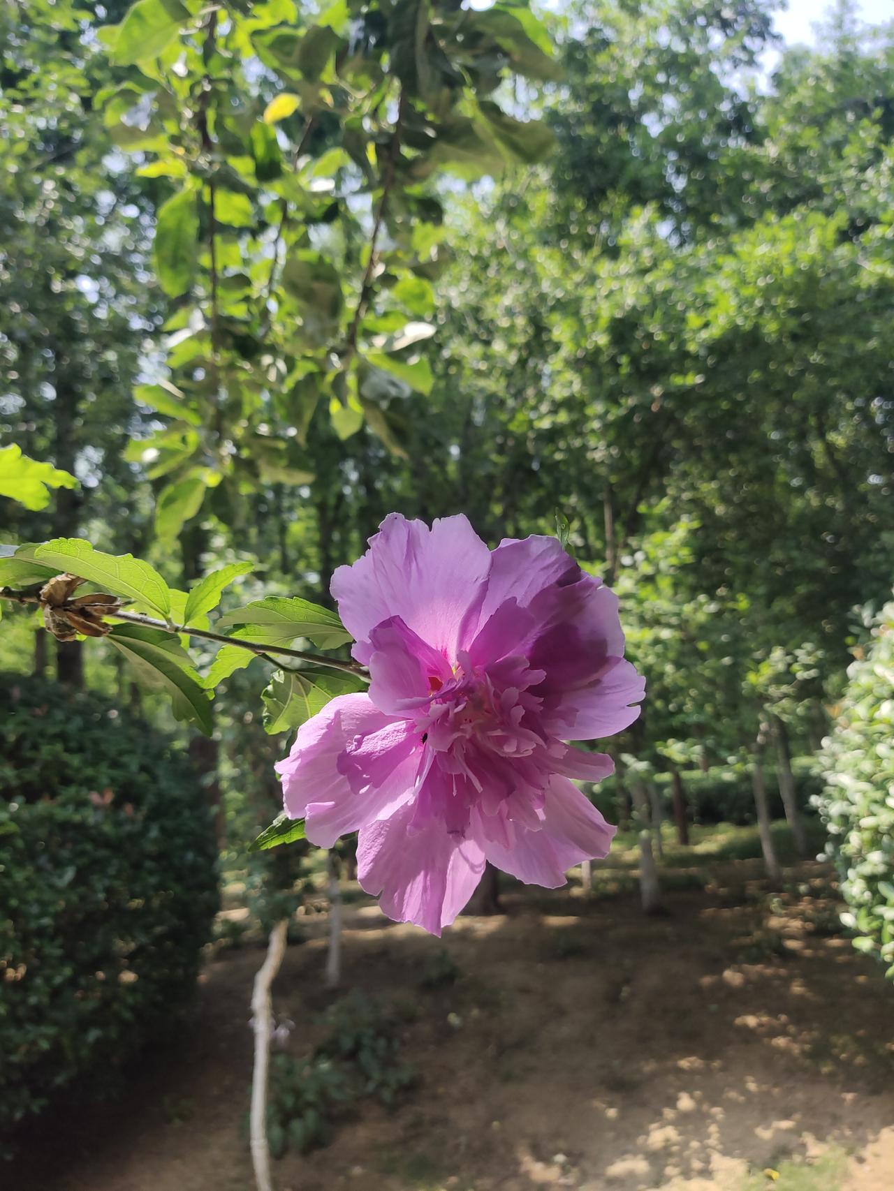我超爱木槿花，它真的是“朝开暮落花”。清晨，木槿花苞慢慢舒展，粉的、紫的、白的，