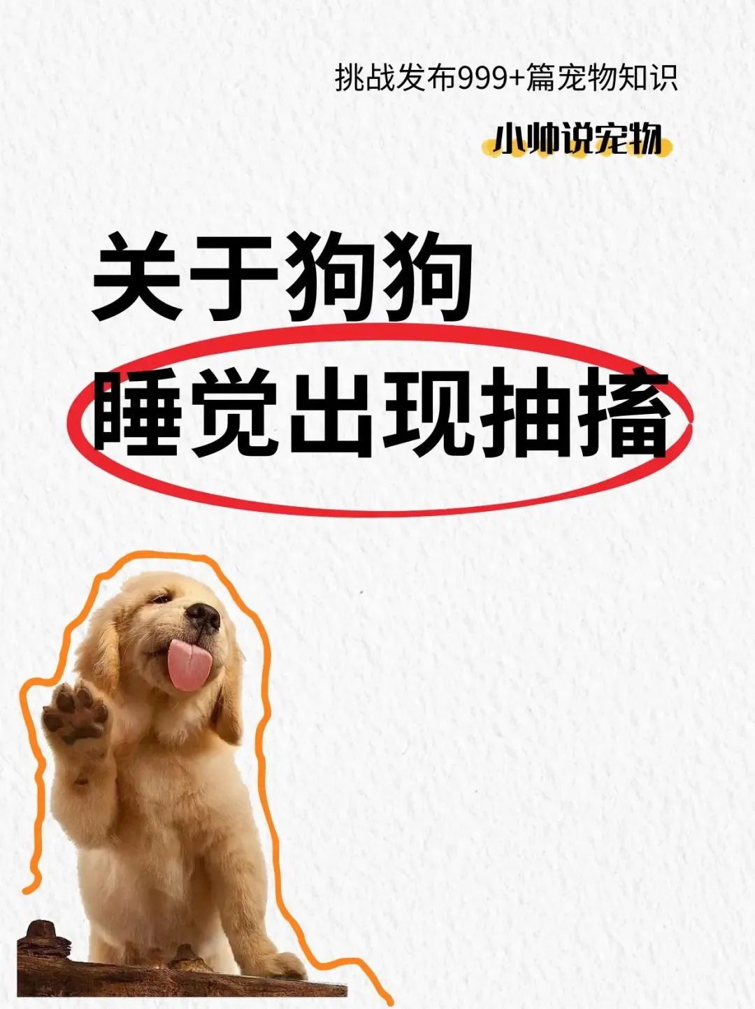 动物奇遇记动物奇趣  狗狗睡觉突然抽搐？别慌！可能是浅睡眠做梦（抖腿、哼唧），也