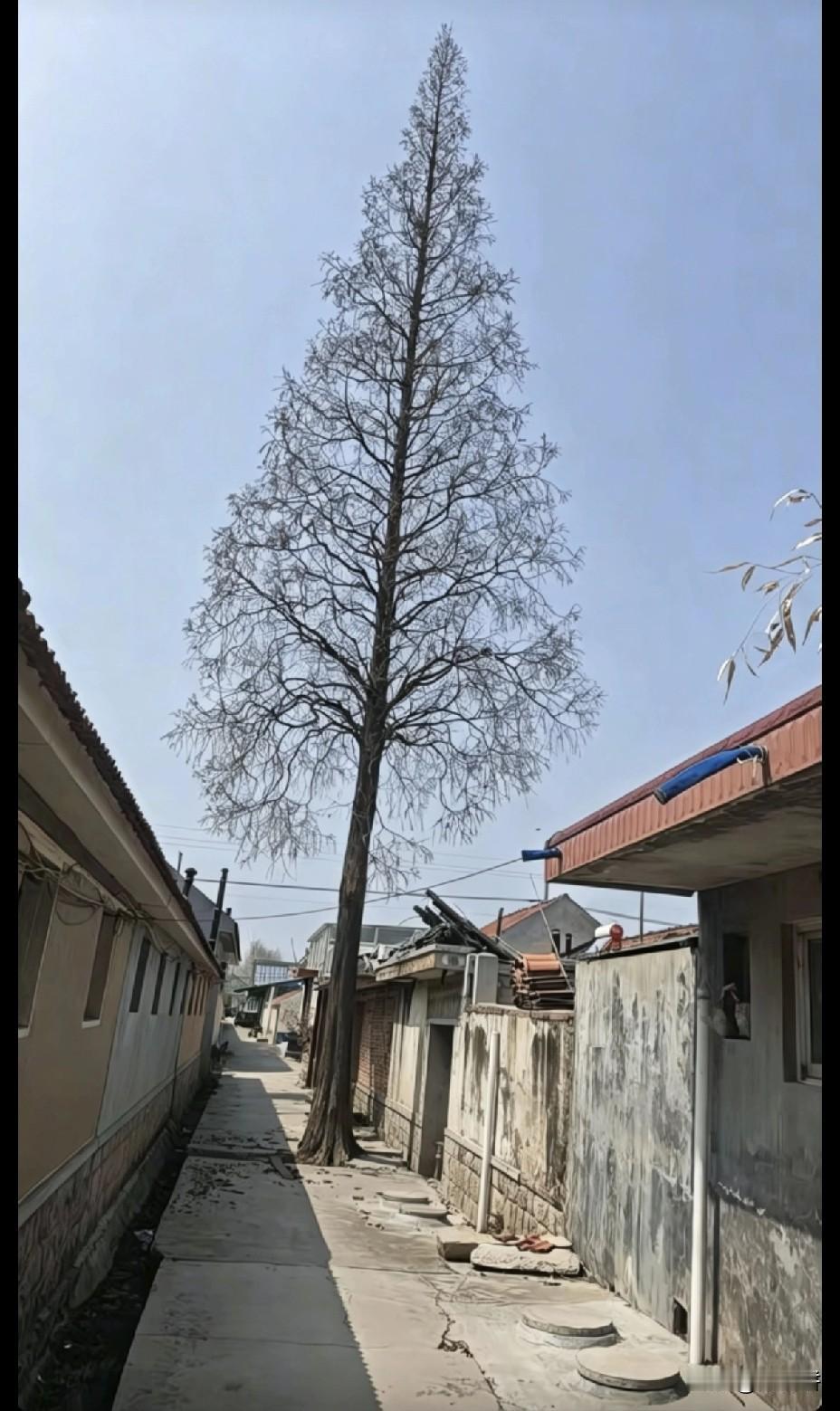 在线问一下各位大神，我家这棵树在不用吊车的情况下，怎样才能把它砍断，还有一个问题