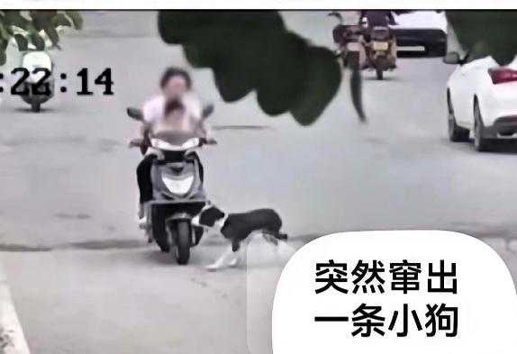 没亲子鉴定我不赔！骑电车碰到未拴绳小狗，被狗主人拦路要5000赔偿，这波反怼太解