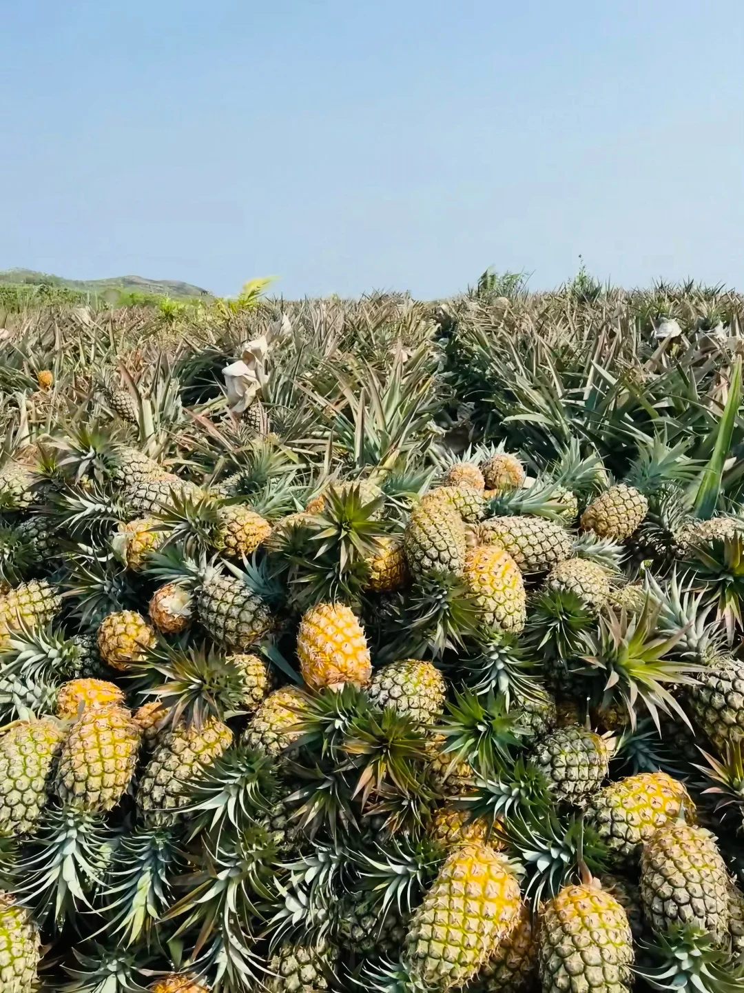 看得见的新鲜，来自田间地头的甜！