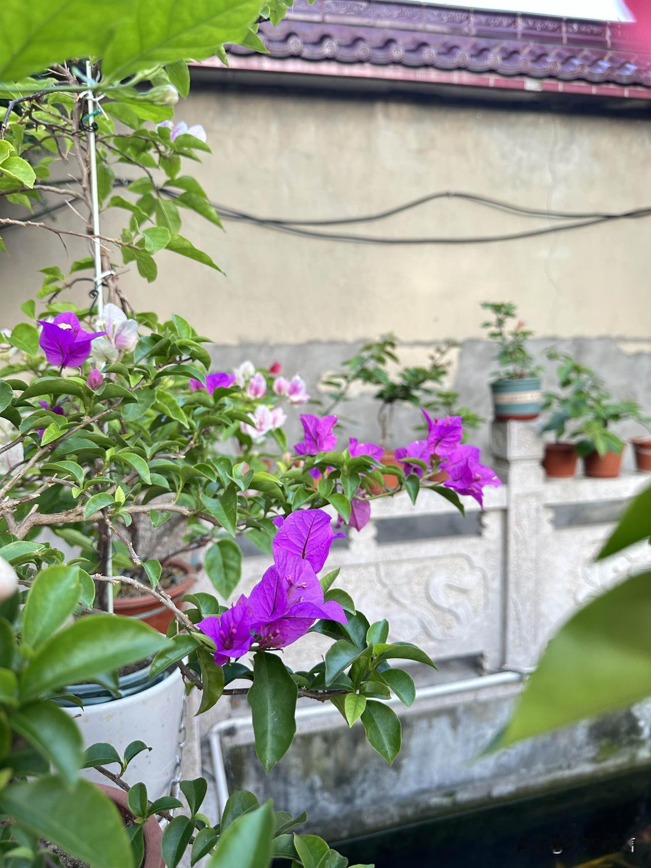 发一张你相册最近拍的花小院随拍