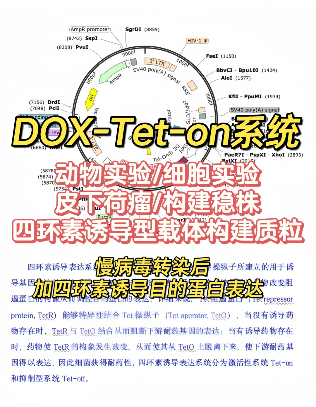 👾四环素诱导型载体的使用-稳株构建