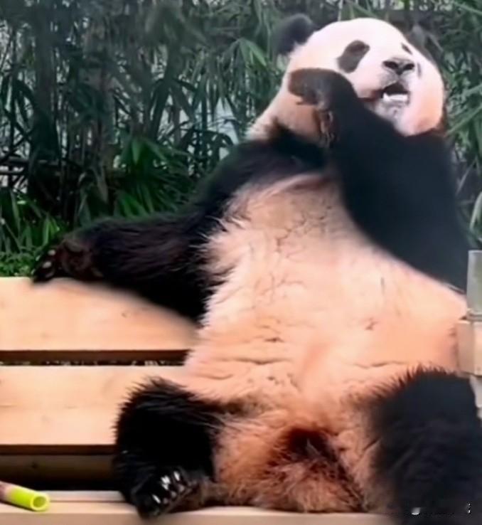 不许有人没看到福宝猪猪干饭的样子
连小手小脚丫都那么认真使劲
福猪猪猪如其名
这