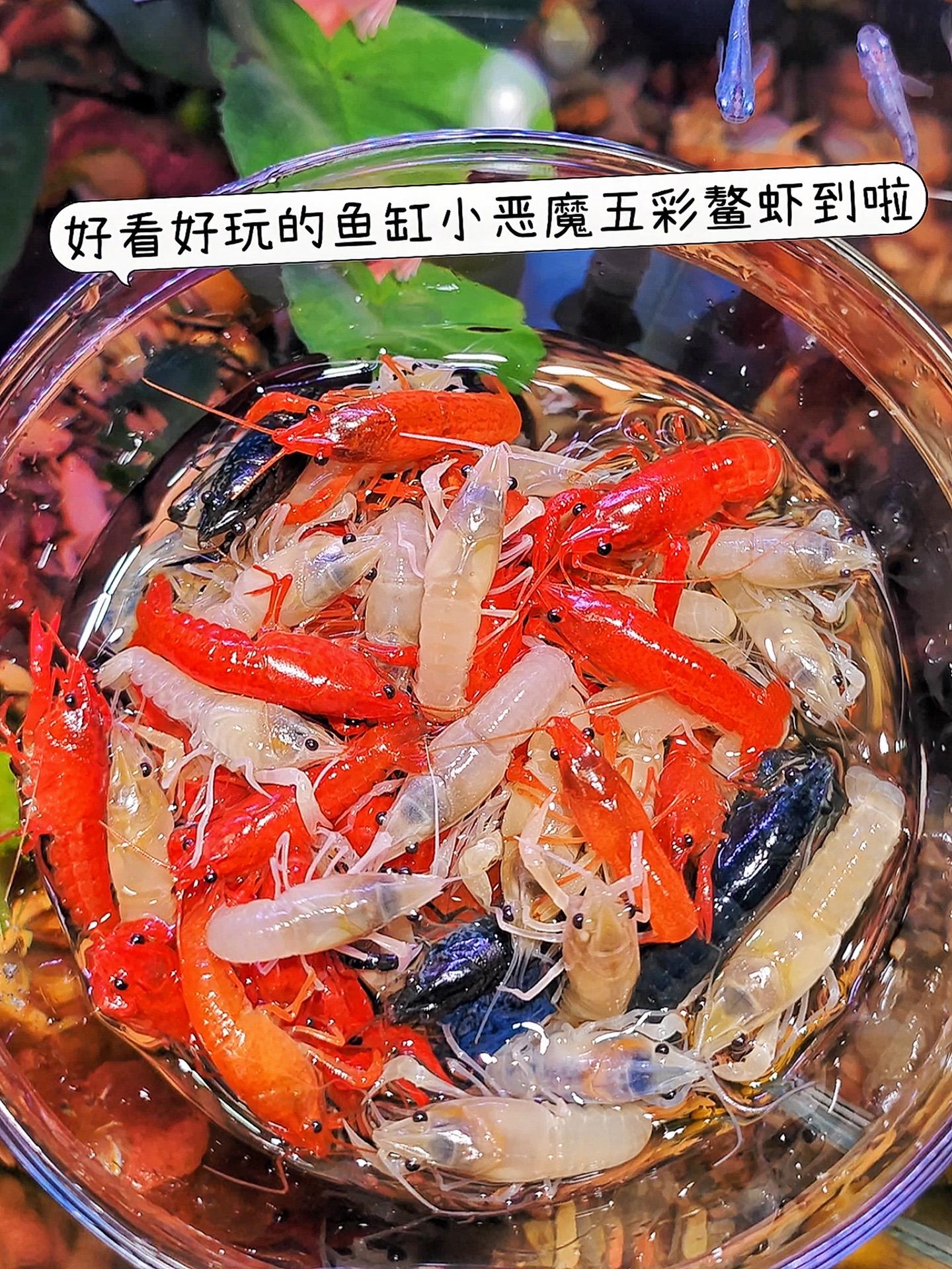 五彩螯虾，鱼缸里的灵动精灵。一、颜值担当，点亮鱼缸  当五彩螯虾游弋于...