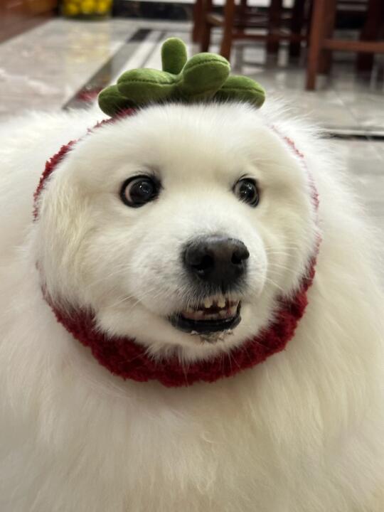 你好，我是山竹