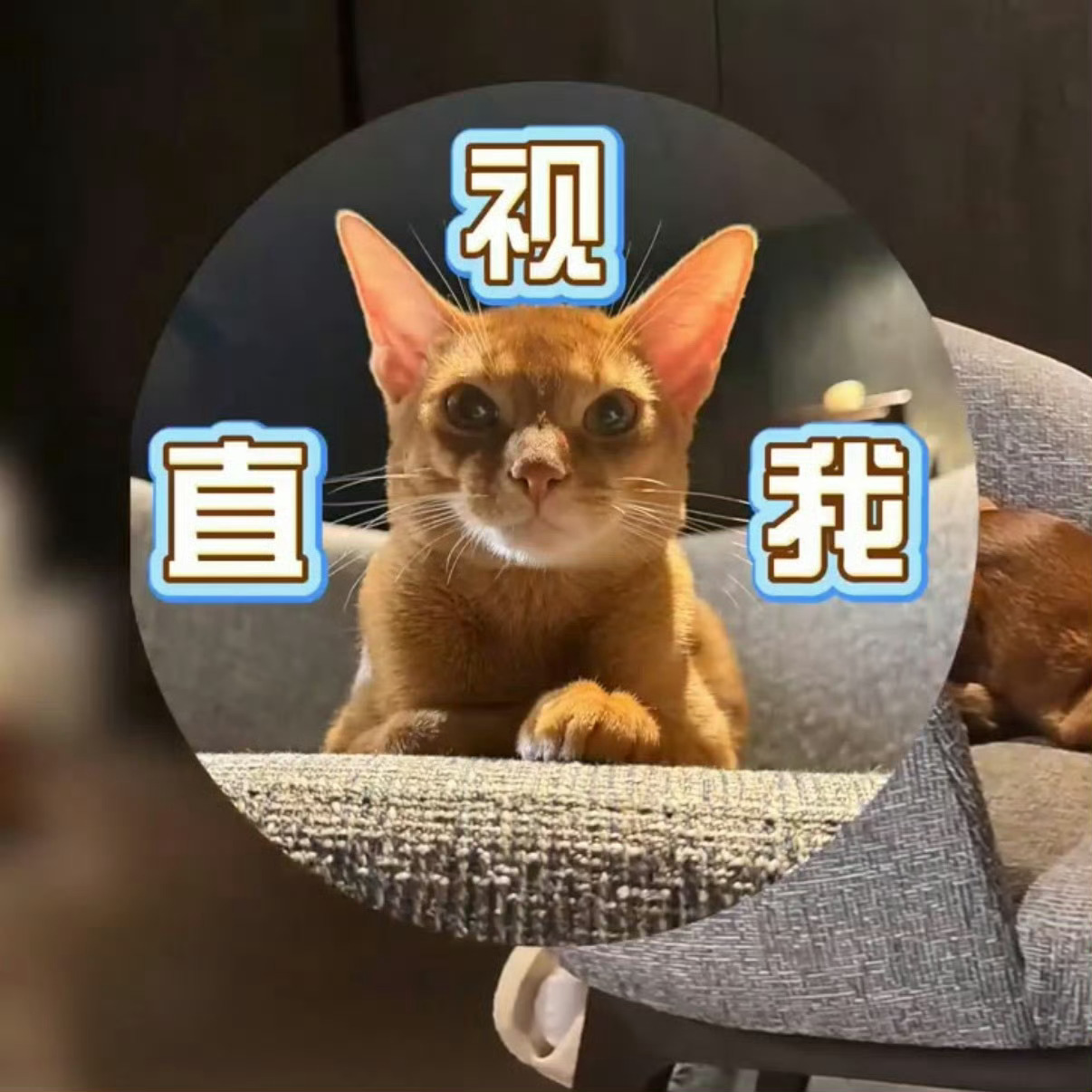 蹲一个田栩宁–田雷梓渝–郑朋 