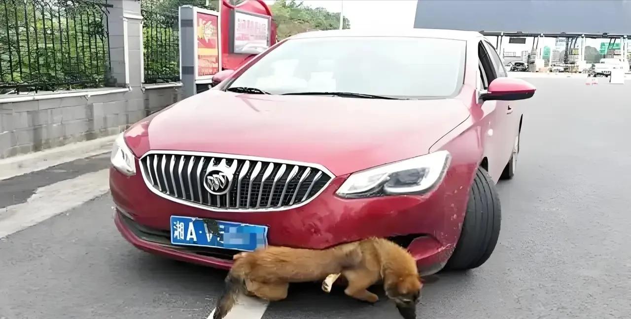 杭州一女子在开车回家的路上，突然一只小狗从路边冲了出来，让她措手不及。尽管她紧急