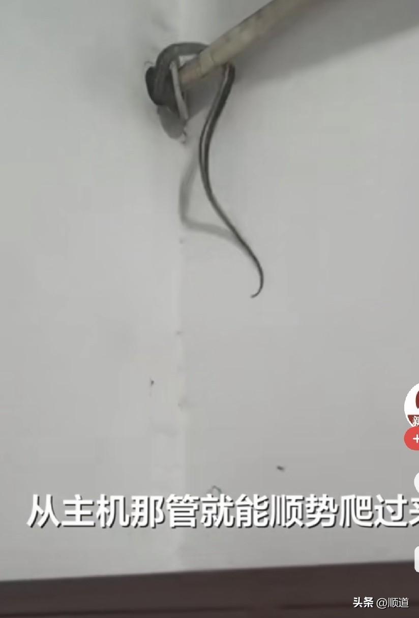 这多吓人，河南一养老院，在工作人员查房时，发现一条1米多长的蛇正顺着空调孔管道的