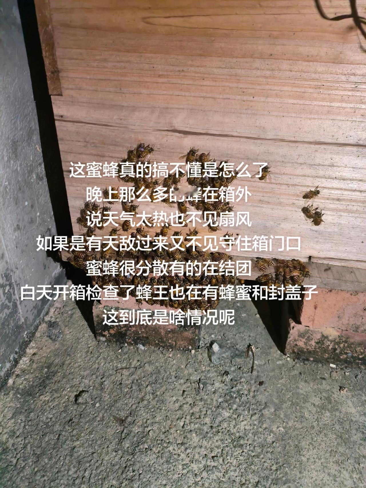 这蜜蜂真的搞不懂是怎么了
晚上那么多的蜂在箱外
说天气太热也不见扇风
如果是有天