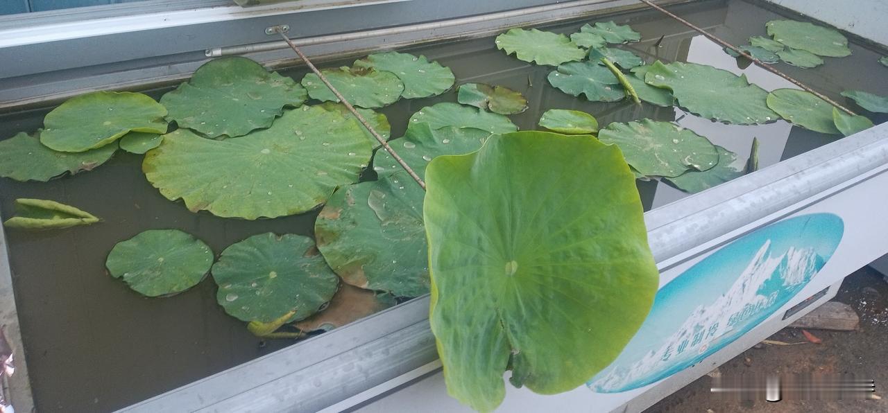高纪明(山东)
清平乐·雨过荷塘
风疏雨乱，新叶轻轻展。水里游鱼看不见，不问小塘
