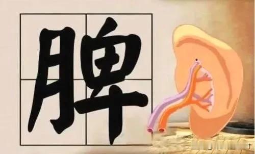 中医：脾最爱的食物大全，守护您的健康之源

在现代社会，随着生活节奏的加快和工作