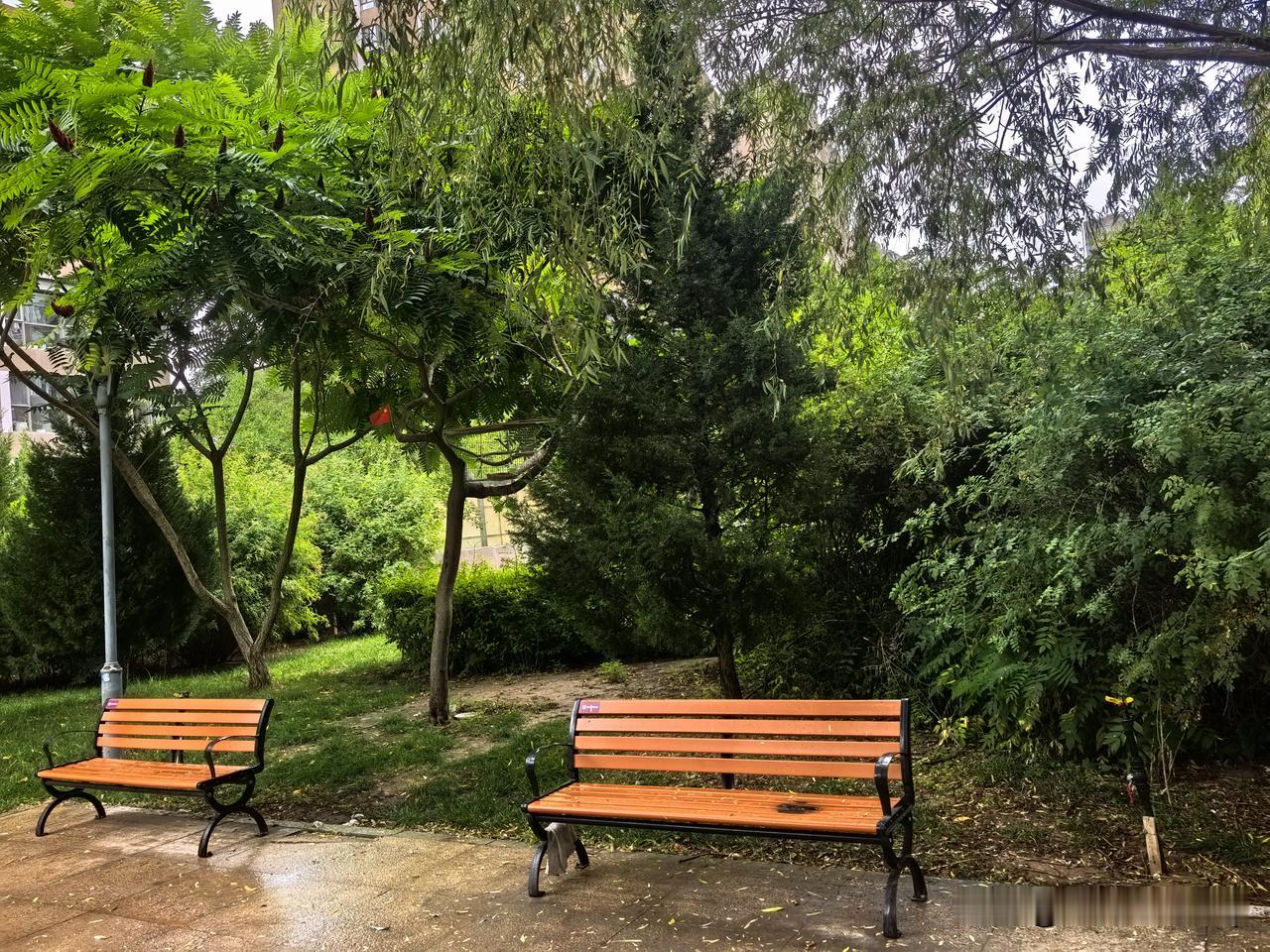 夏日生活打卡季一场夏雨倏然而至，滚烫的暑气被慢慢冲淡。风裹着湿润的草木气息漫过来