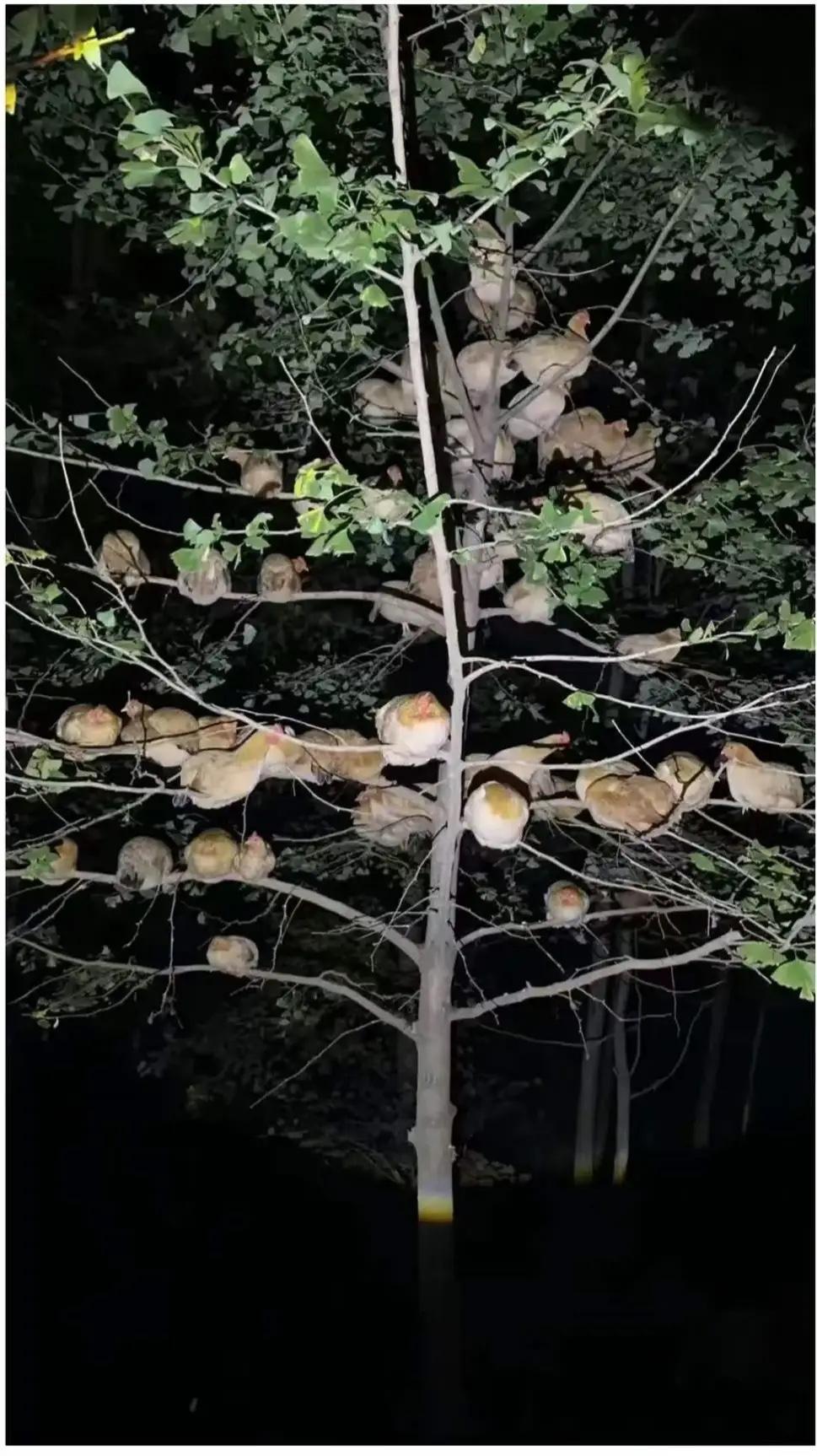 谁能想到辛辛苦苦养了大半年的鸡，一夜之间居然集体“失踪”。男子满心期待等着鸡长大