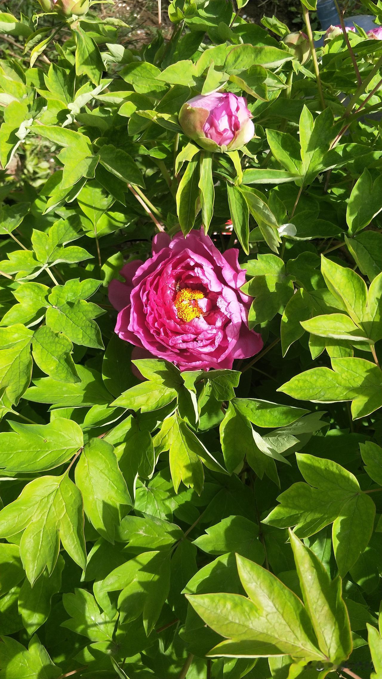 ＃小记“牡丹”＃
＃干枝牡丹，国色天香＃
不知是天灾还是人祸，总之脚下缺失了营养