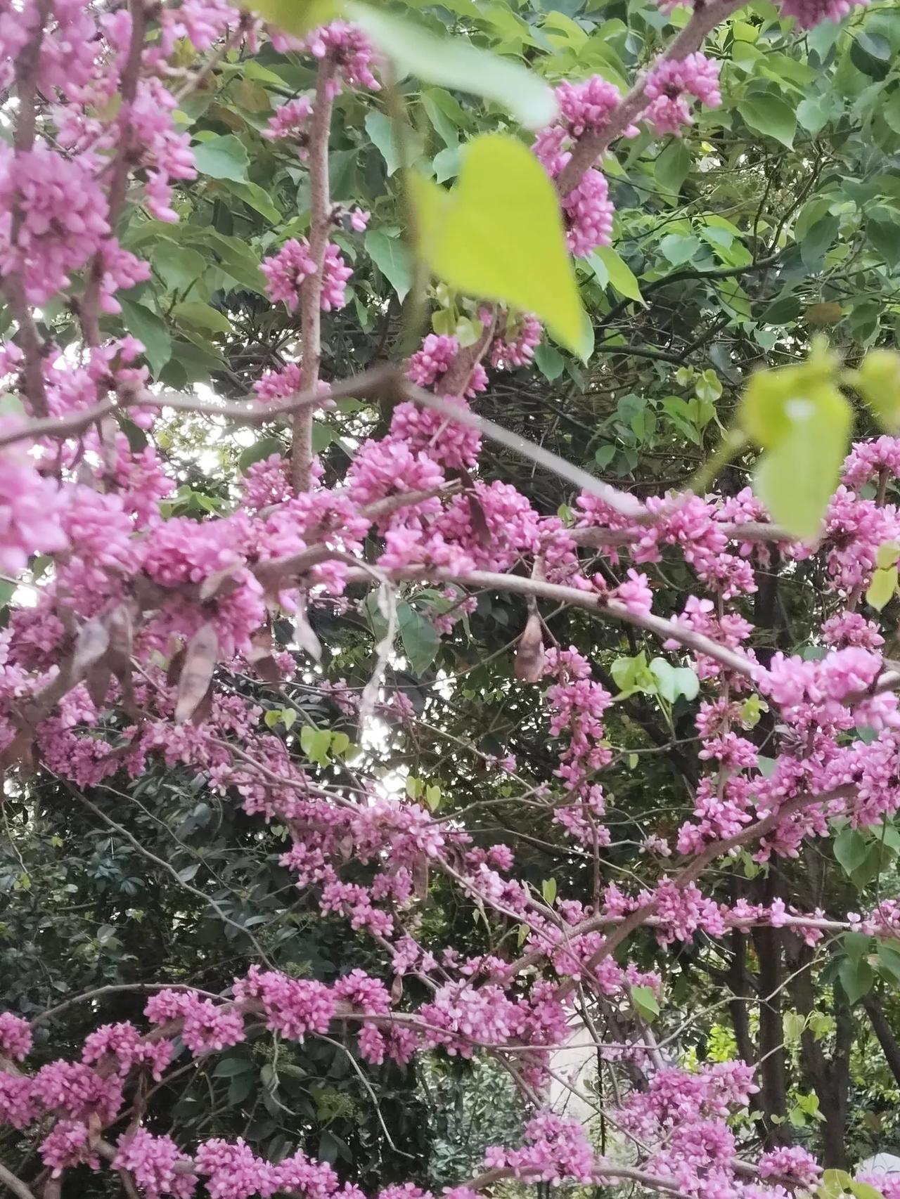 开窗听鸟语，出门闻花香，生活添色彩，时光留芬芳！新的一天，送上我的问候和祝愿：身