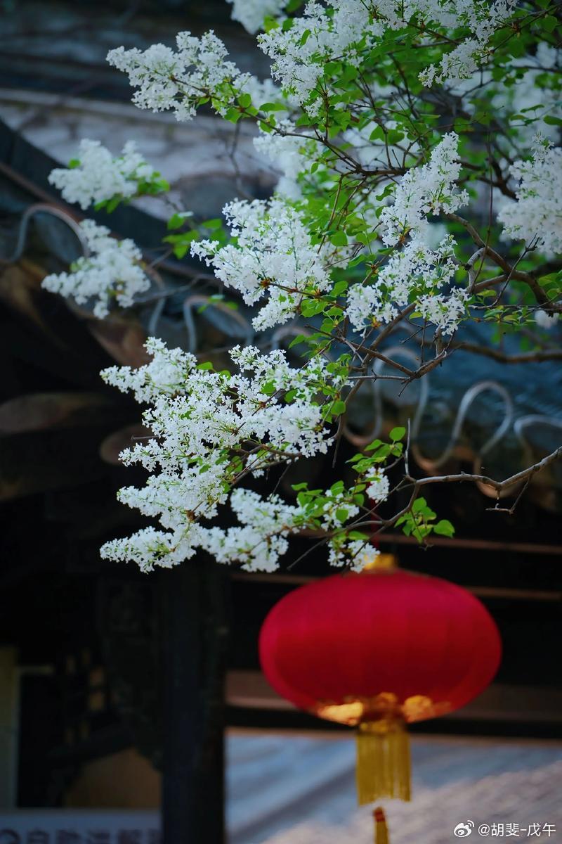 当时我醉美人家，美人颜色娇如花。今日美人弃我去，青楼珠箔天之涯。天涯娟娟姮娥月，