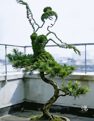 树也不容易啊!想长成自己样子都难！[捂脸]