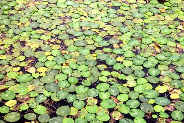 小小浮萍，一身是宝🌿
浮萍，也叫青萍、田萍，是漂浮在水面的迷你草本植物。
叶片
