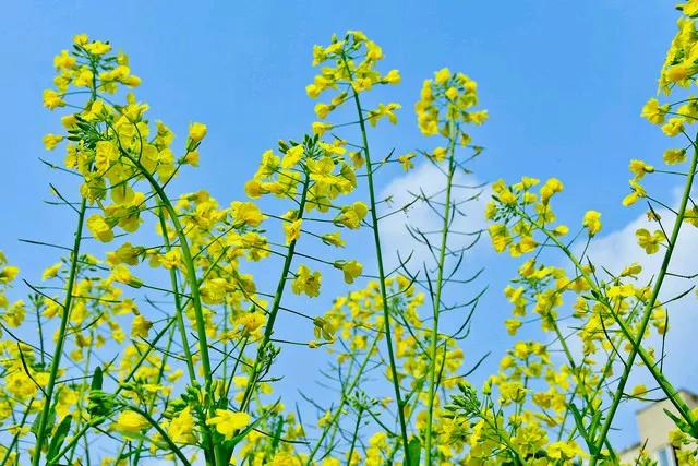 春郊盛景
春郊漫步意悠然，盛景无边入眼帘。 
油菜花黄风里舞，麦苗儿绿雨中鲜。 