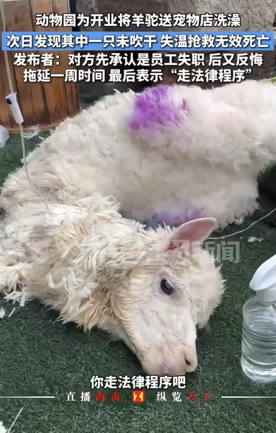 羊驼这几年掉价了，从刚开始的大几万一只，现在1万多就能买。视频里这只母羊驼失温了