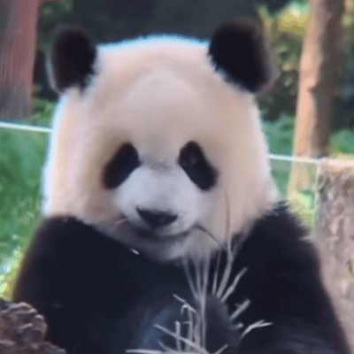 聊天必备表情包第485弹黑白小圆子（拿图吱声） ​​​