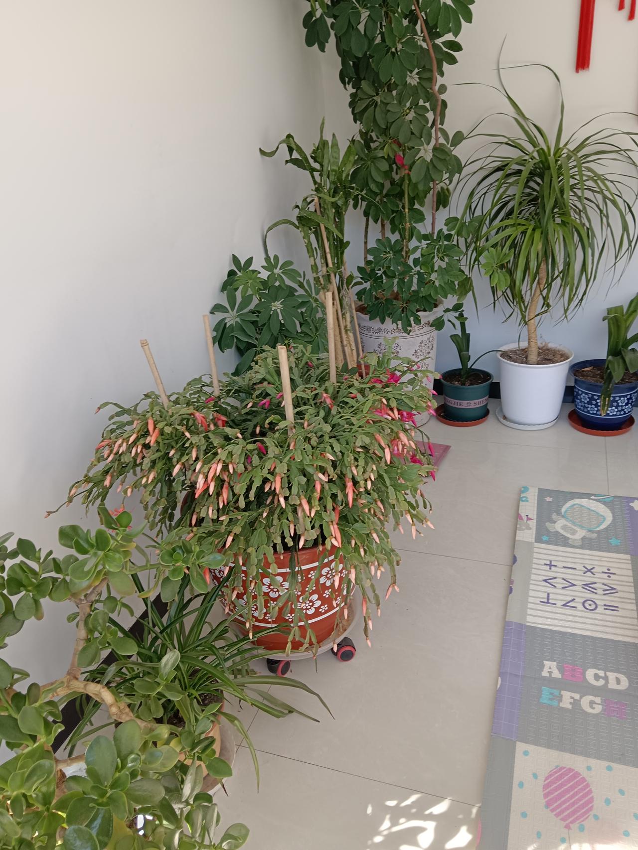 有没有漂亮的花朵图片吗去亲家接孙女，发现她家养的花太好了，拍了照片，让友友们看看