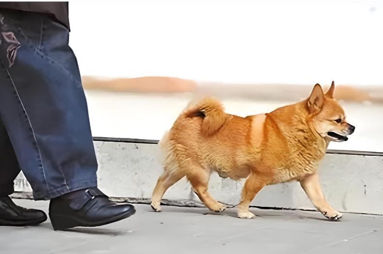 从2026年1月1日起，遛狗不拴绳已经是违法行为了，可好多群众还是反映，在小区里