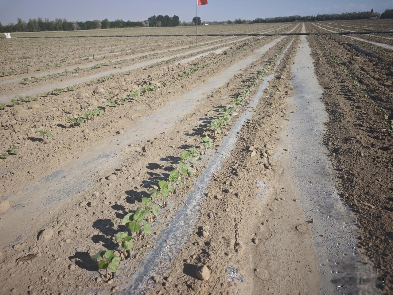 今日感悟 今天看到棉苗开始分化，这小小的变化却让我感触颇多。就像当下棉花市场，也