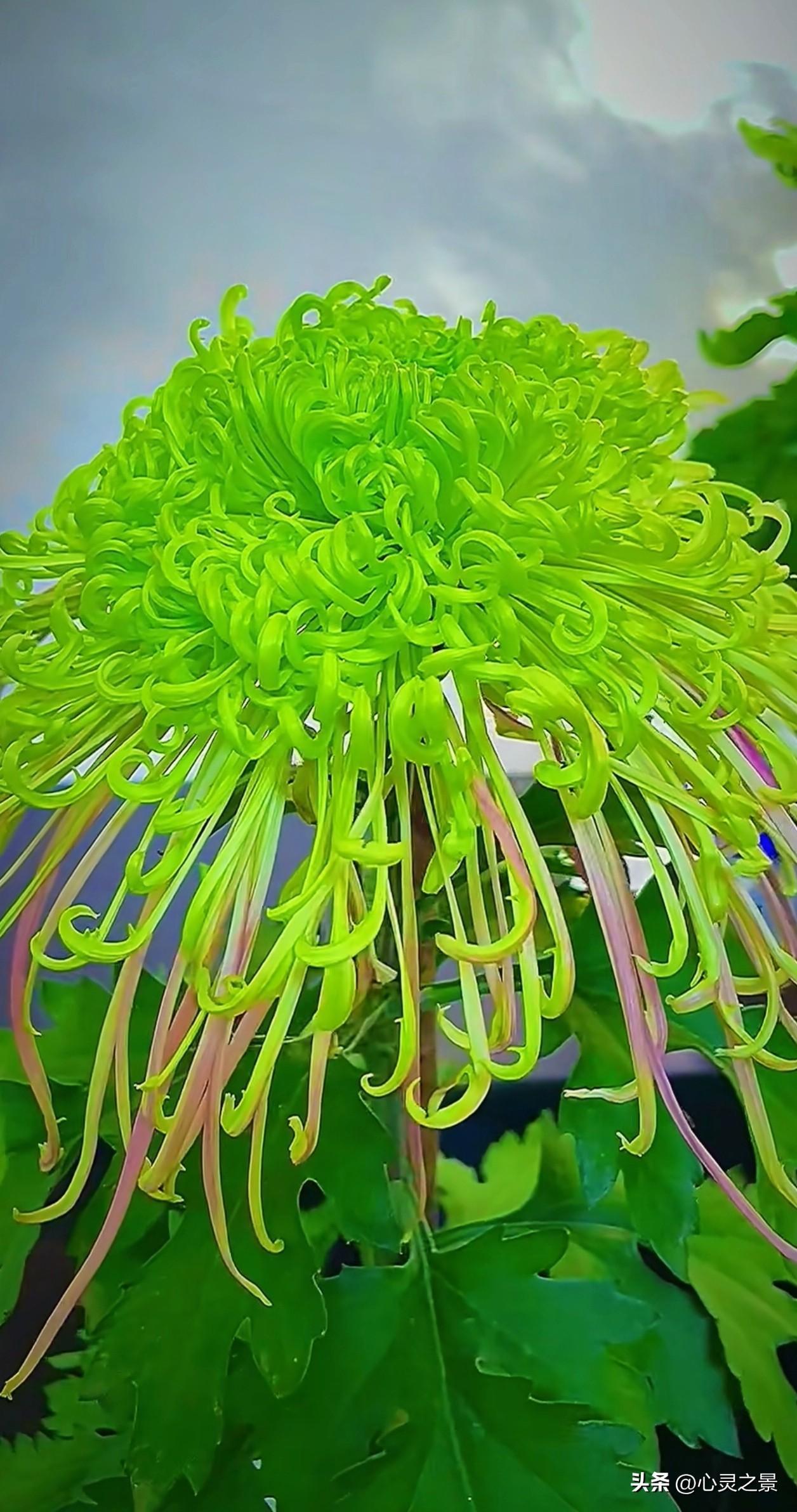 谁懂啊！这才是菊花界颜值天花板！
细如发丝，瓣尾天然卷成小弯钩，
青绿清透、蜜桃
