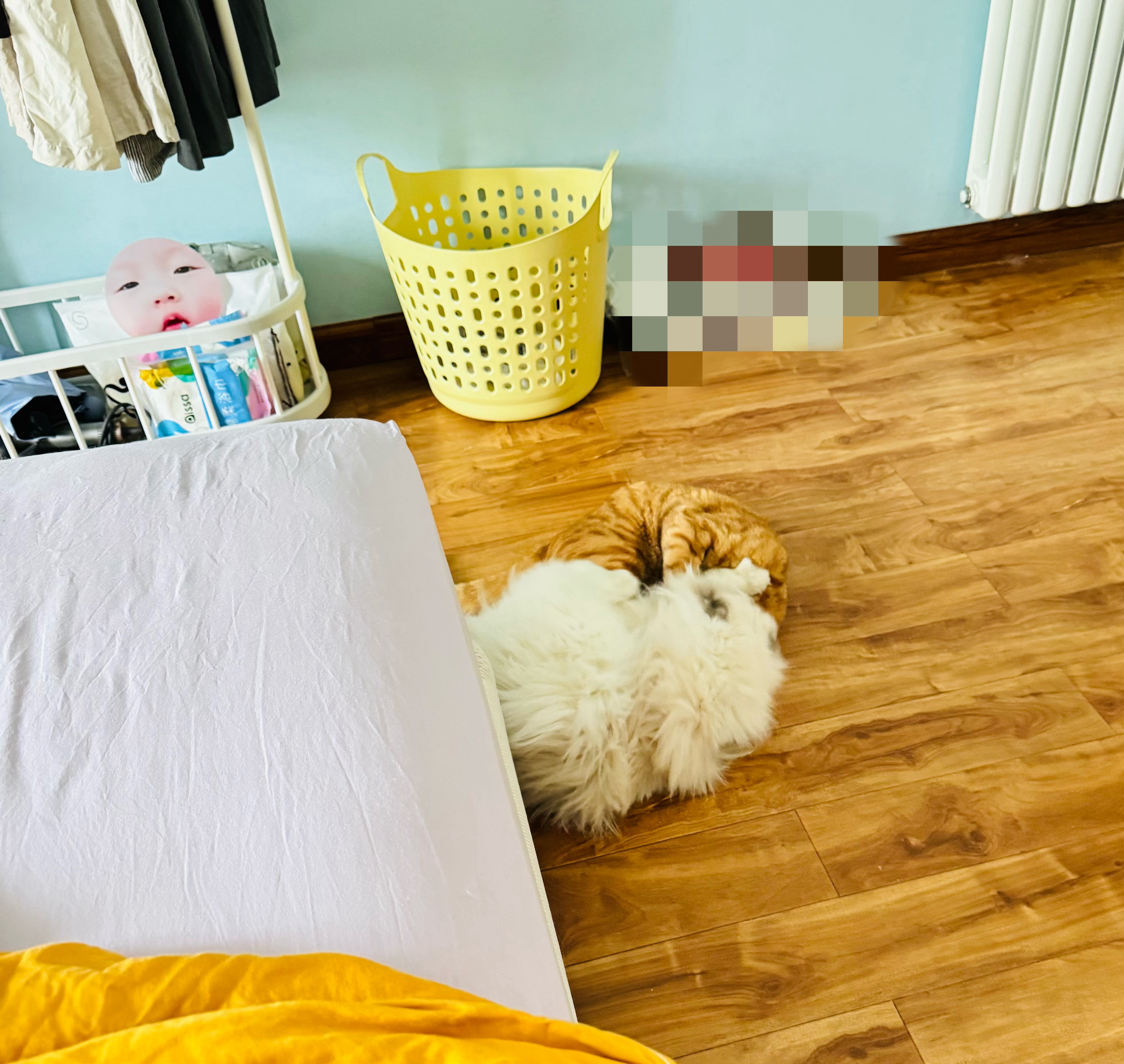 坏猫，打钱钱！ 